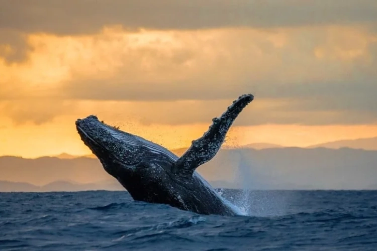 whale-watching